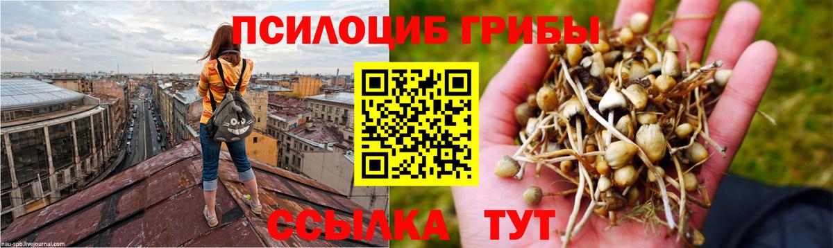 Псилоцибиновые грибы Psilocybine cubensis Белая Калитва